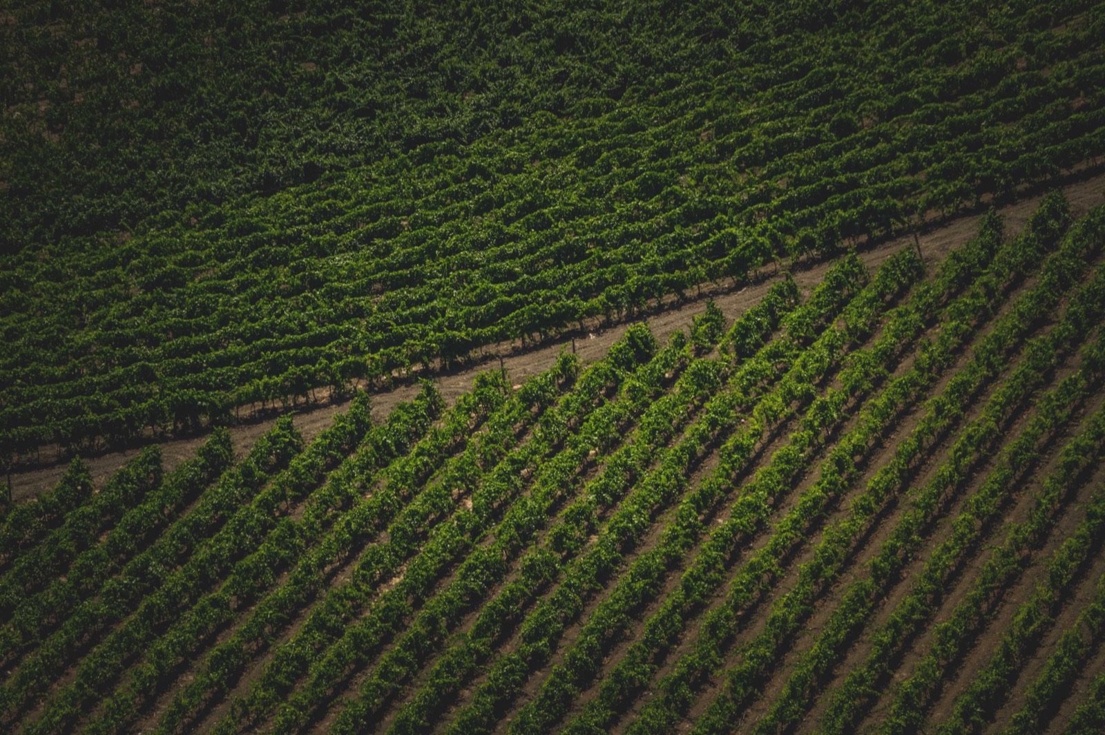 Vignoble, vins et spiritueux